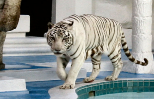 white-tiger-habitat-at-the-mirage